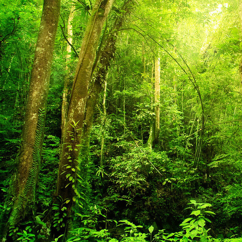 nature-landscape-wallpaper-sunshine-forest