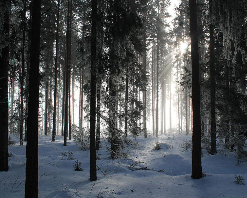 custom-size-wall-mural-3d-wallcovering-decorative-wallpaper-black-and-white-trees-forest-scene-background-wall-painting-landscape-snow-mountain-forest