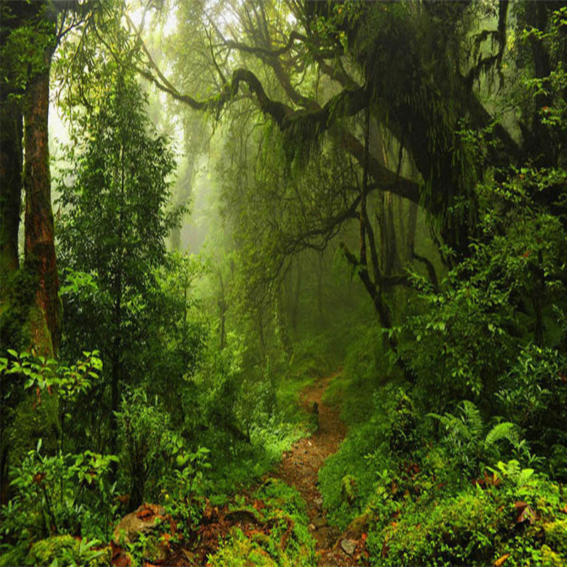 nature-landscape-wallpaper-green-forest