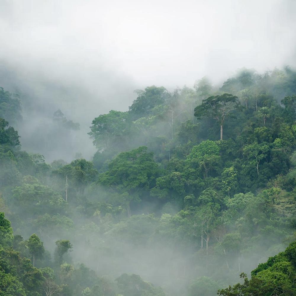 misty-forest-custom-wallpaper-3d-mural-study-living-room-sofa-tv-background-waterproof-canvas-wallpaper-wall-painting-papier-peint