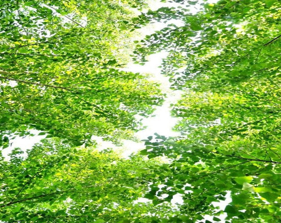 custom-mural-wallpaper-papier-peint-papel-de-parede-wall-decor-ideas-for-bedroom-living-room-dining-room-wallcovering-Green-Trees-Zenith-Decoration-HD-Landscape
