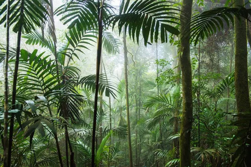 custom-wall-mural-3d-green-forest-wallpaper-sunshine