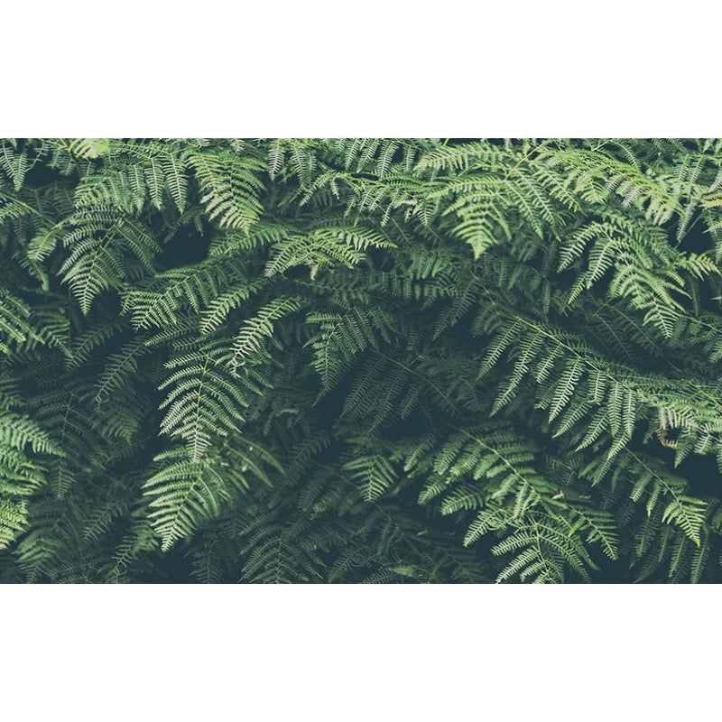 custom-wallpaper-mural-nature-inspired-green-leaves-for-living-room