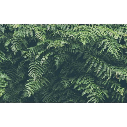 custom-wallpaper-mural-nature-inspired-green-leaves-for-living-room