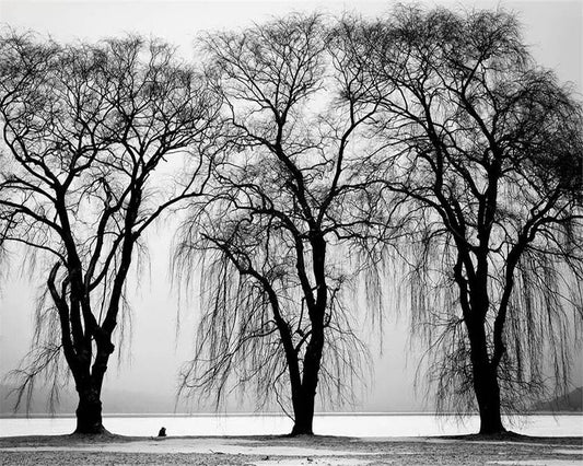 custom-mural-wallpaper-papier-peint-papel-de-parede-wall-decor-ideas-for-bedroom-living-room-dining-room-wallcovering-black-and-white-riverside-trees