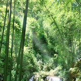 nature-landscape-wallpaper-sunshine-forest-bamboo