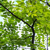 forest-themed-ceiling-fresco-blue-sky-white-clouds-green-tree-leaves-3d-photo-wallpaper-bedroom-room-ceiling-wallpaper-murals